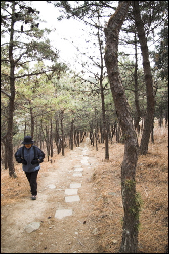 민주공원 충혼탑 옆의 소나무 숲 